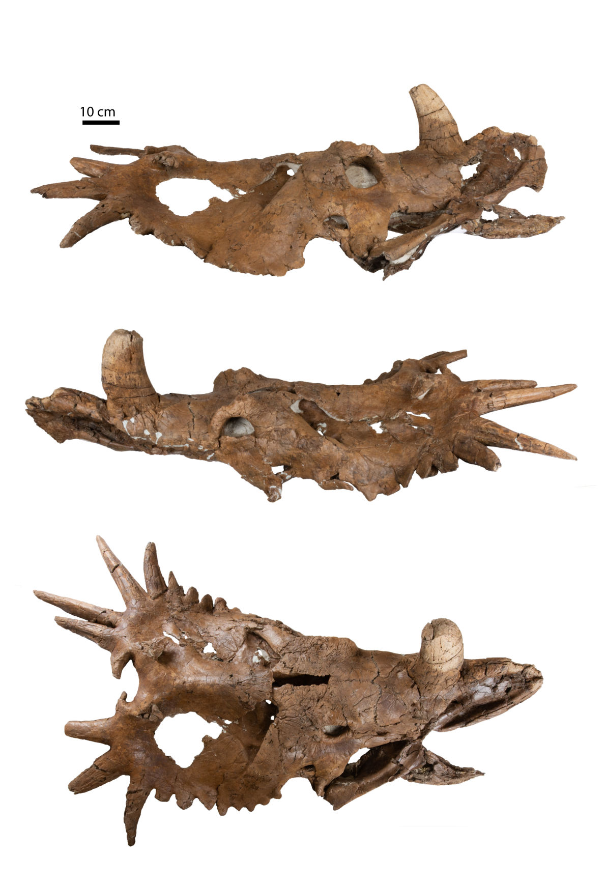 Hannah specimen